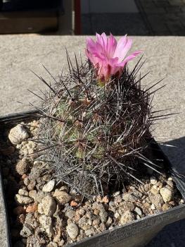 Coryphantha ramillosa